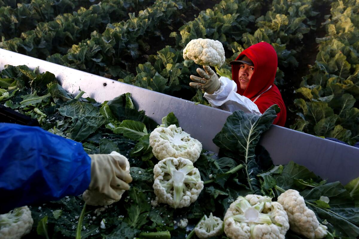 A worker from Mexicali, Mexico, picks cauliflower on a farm in Greenfield, Calif.