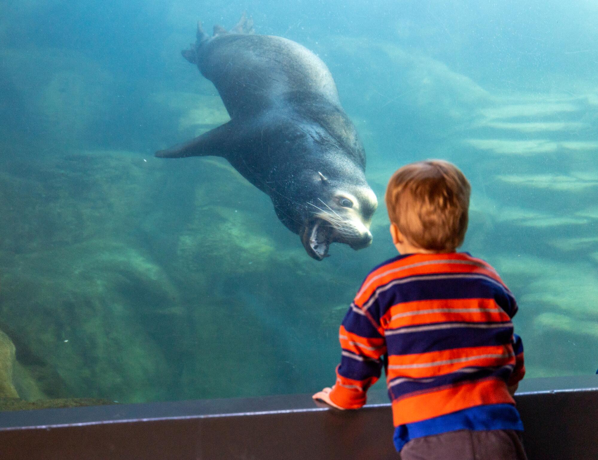 Two-year-old Wilder interacts with a California sea lion at the Aquarium of the Pacific.