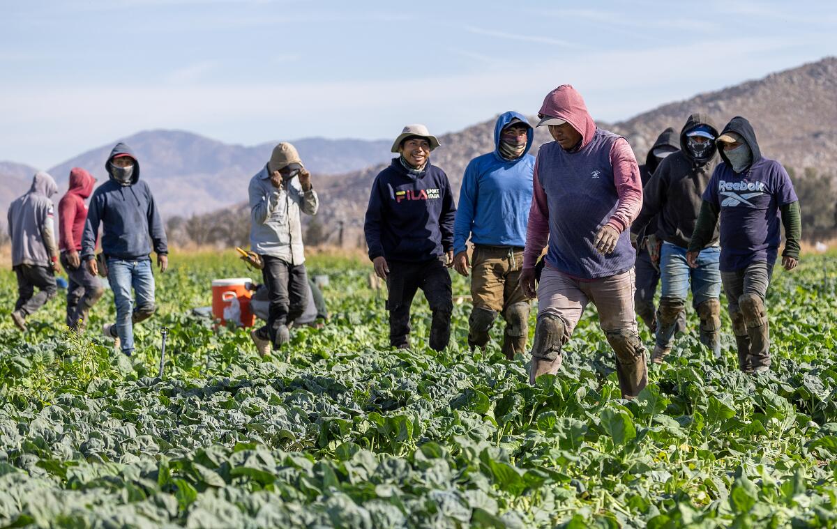 Farmworkers traipse through a field of leafy greens.