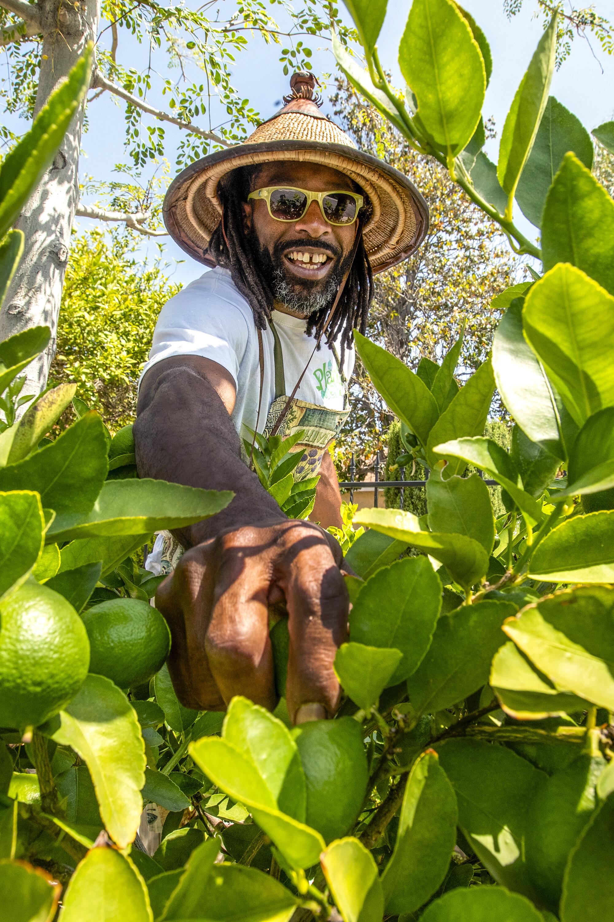 Louis Easton, a.k.a. "The Plant Mon," reaches for a lime on a tree growing in front of his home