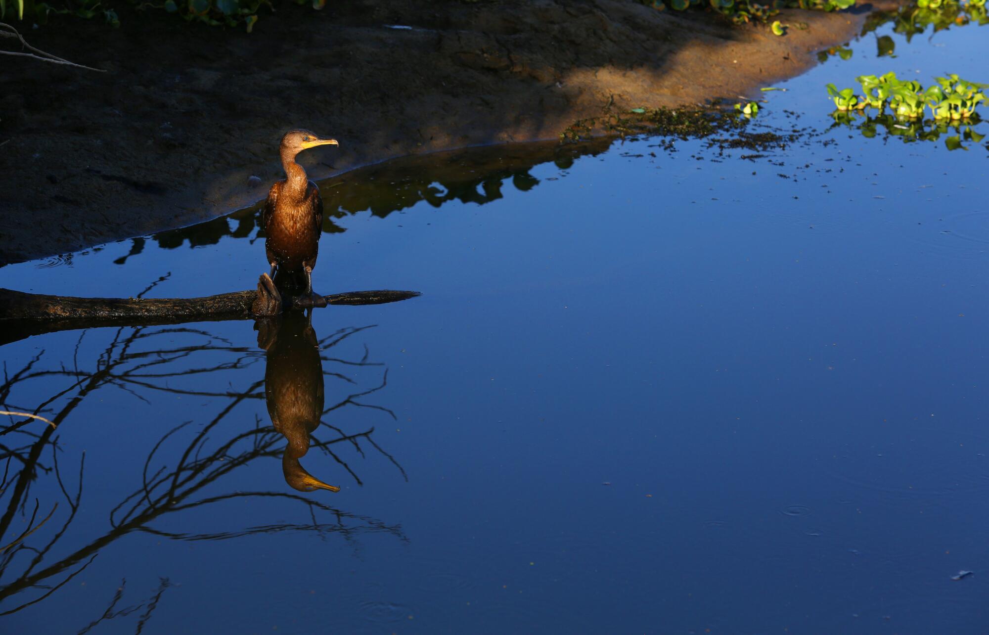 A cormorant presides over what's left of a snorkeling pool in the drying Kern River.