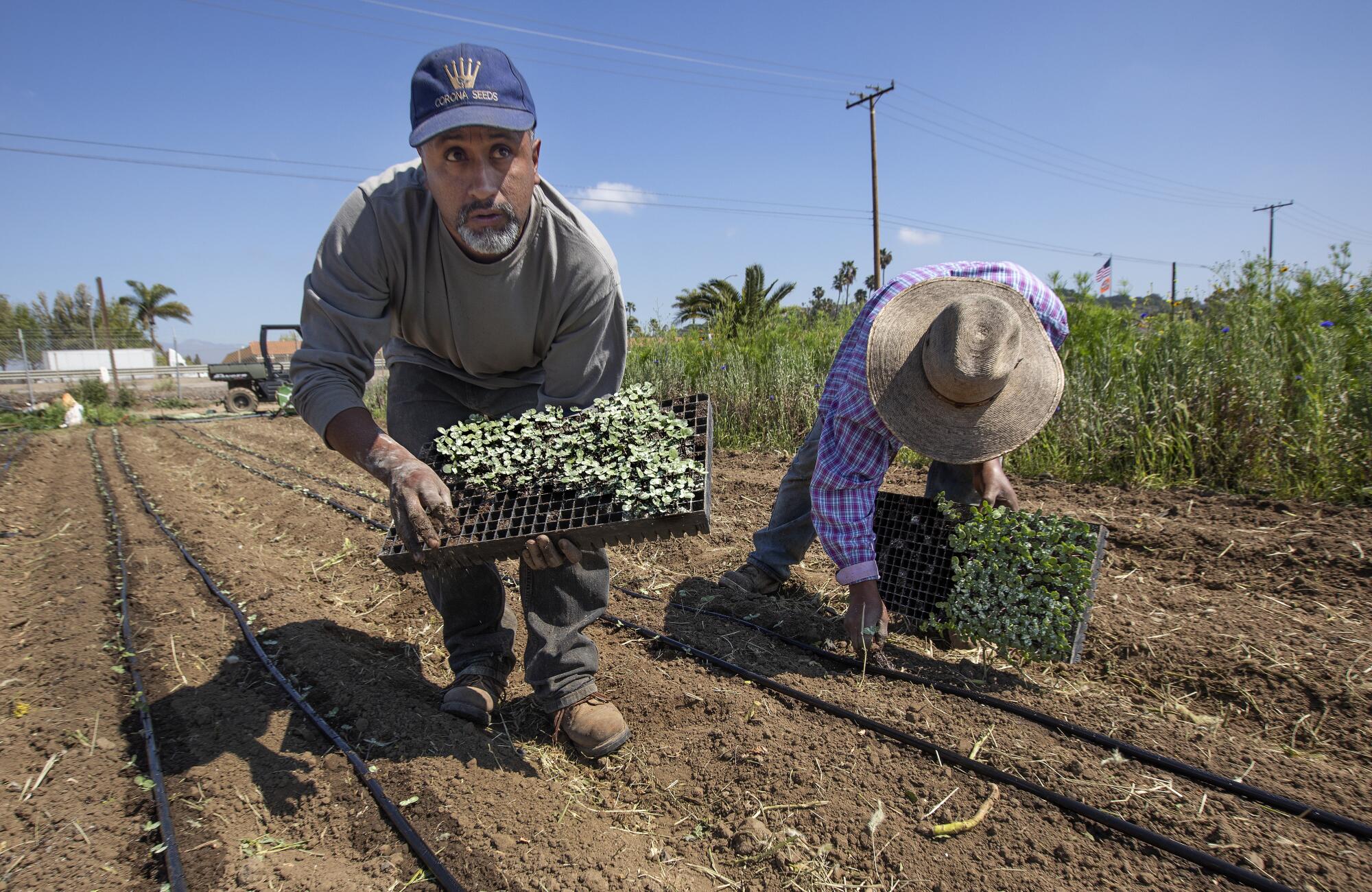 Cruz Carranza, left, and his father Javier Carranza plant sunflowers