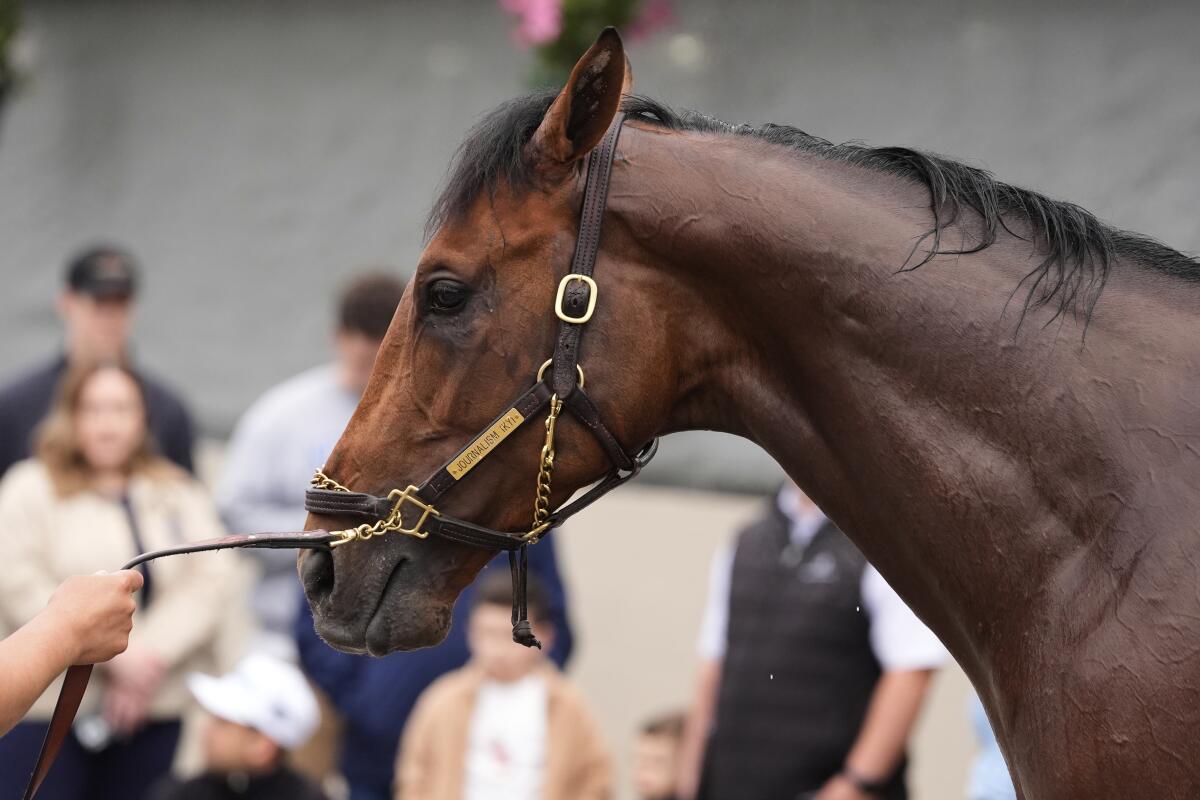 Kentucky Derby entrant Journalism waits to get a bath after a workout at Churchill Downs Wednesday in Louisville, Ky.